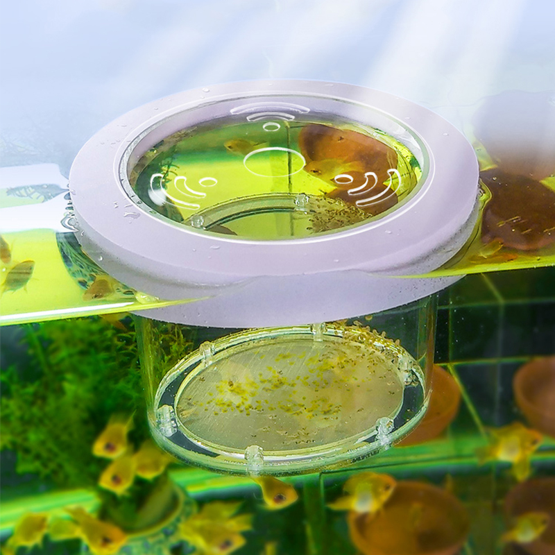 Box Fish In Aquarium - 中断された水槽の分離ボックス透明なアクリルインキュベーター多機能とげのある魚用品