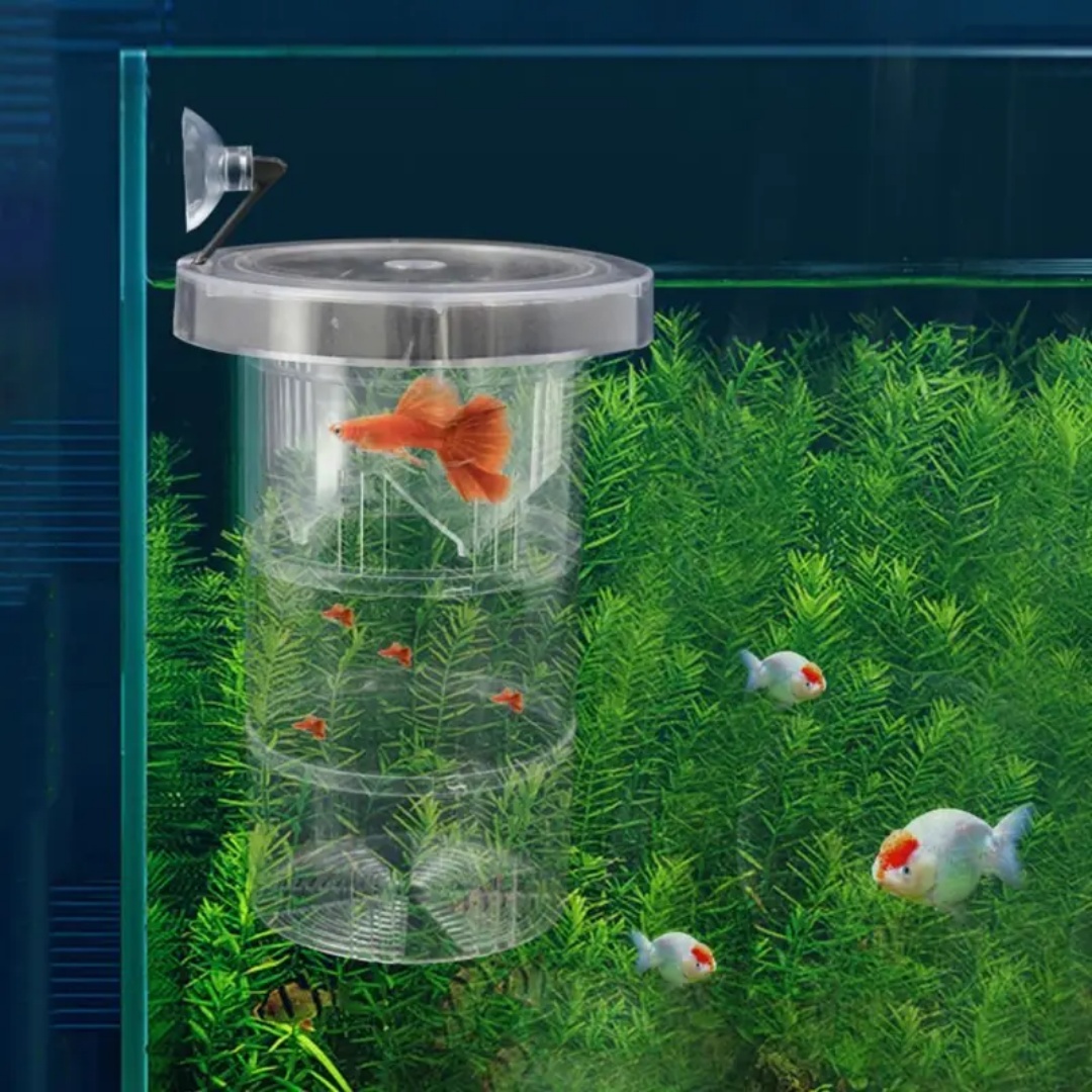 アクリル製浮遊魚繁殖隔離ボックス水槽飼育者フィーダー水槽孵化 - Box Fish In Aquarium のレビューと価格