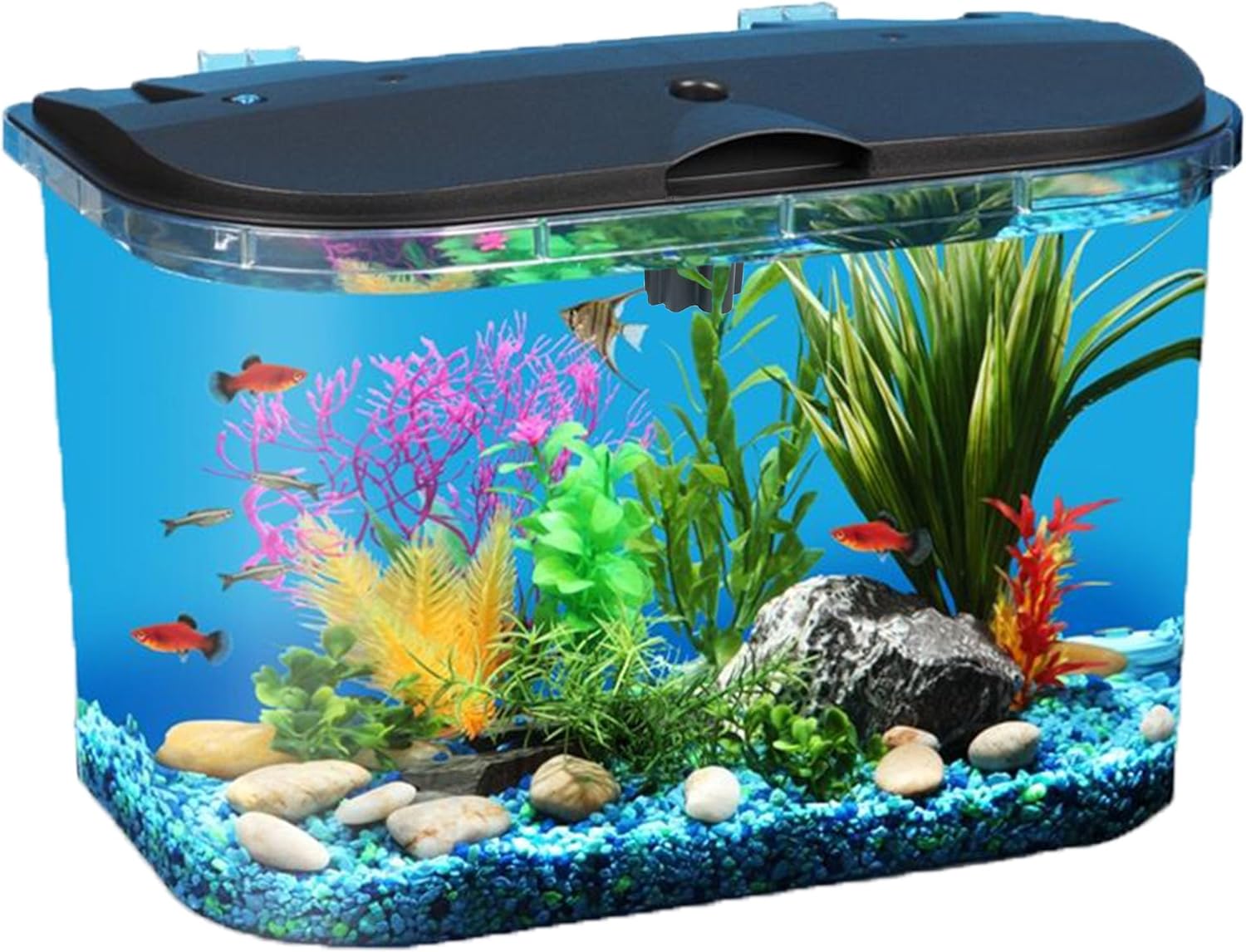 5ガロン水槽キット（LED照明とパワーフィルター付き）、様々 - Aquarium Fish Variety のレビューと価格